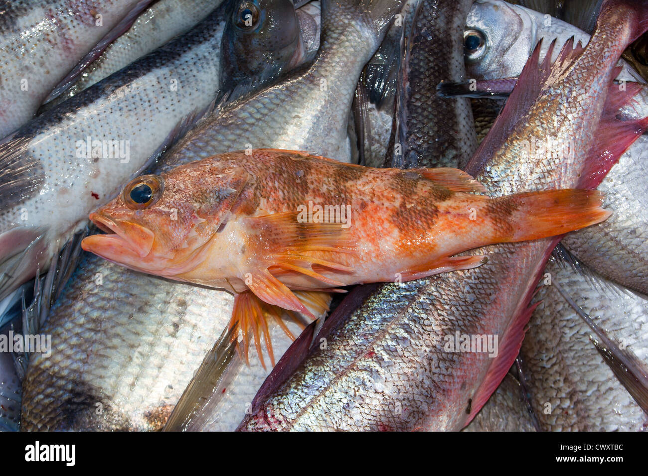 Schleppen von Schleppnetz auf eine kommerzielle Fischkutter. Meer Barsch (Helicolenus sp.) Stockfoto