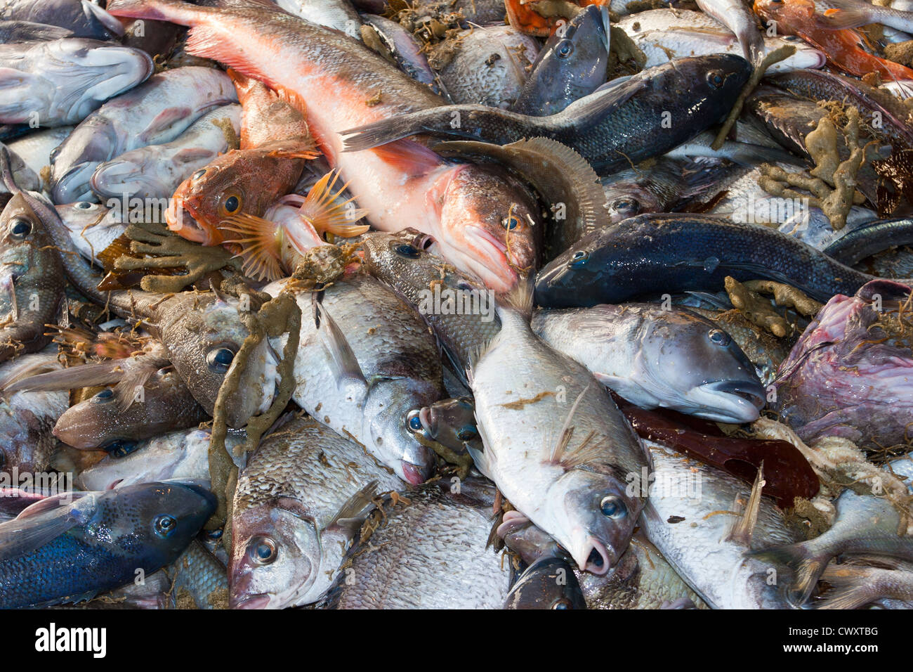 Schleppen von Schleppnetz auf eine kommerzielle Fischkutter. Stockfoto
