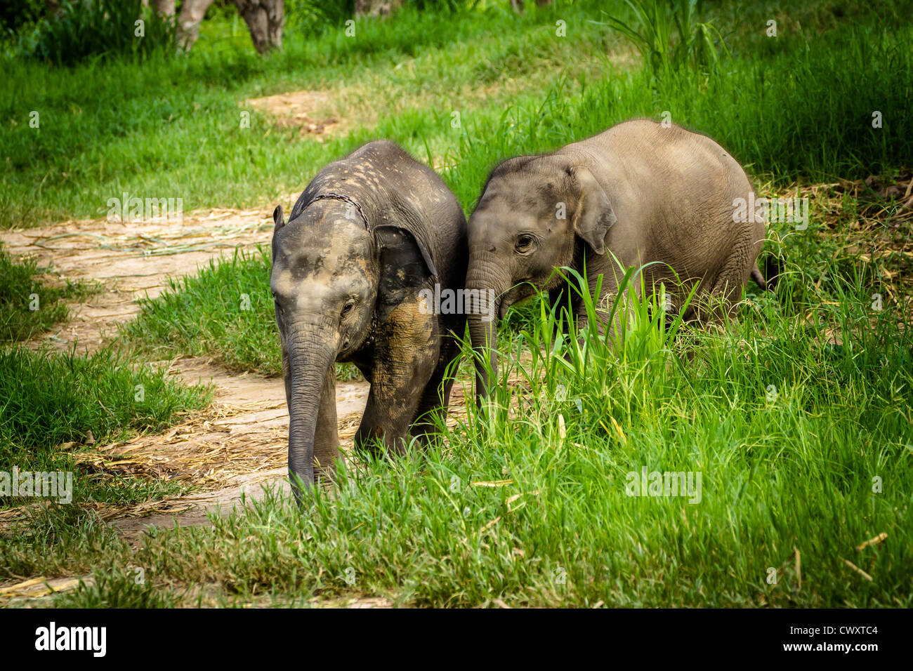 CHIANG MAI, THAILAND - 16. Juni 2012: Zwei Baby-Elefanten in Grünland Feld spielen. Stockfoto