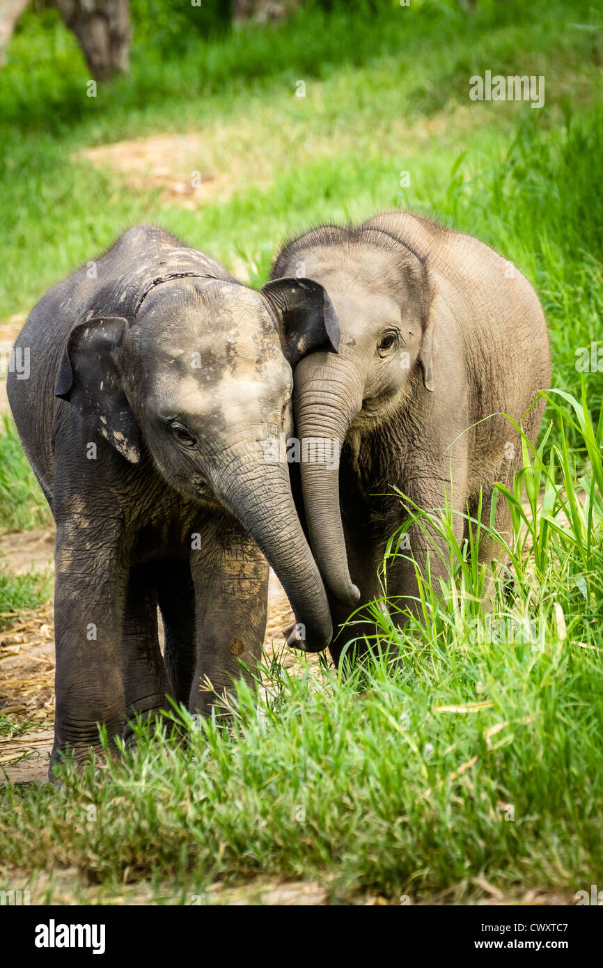 CHIANG MAI, THAILAND - 16. Juni 2012: Zwei Baby-Elefanten in Grünland Feld spielen. Stockfoto