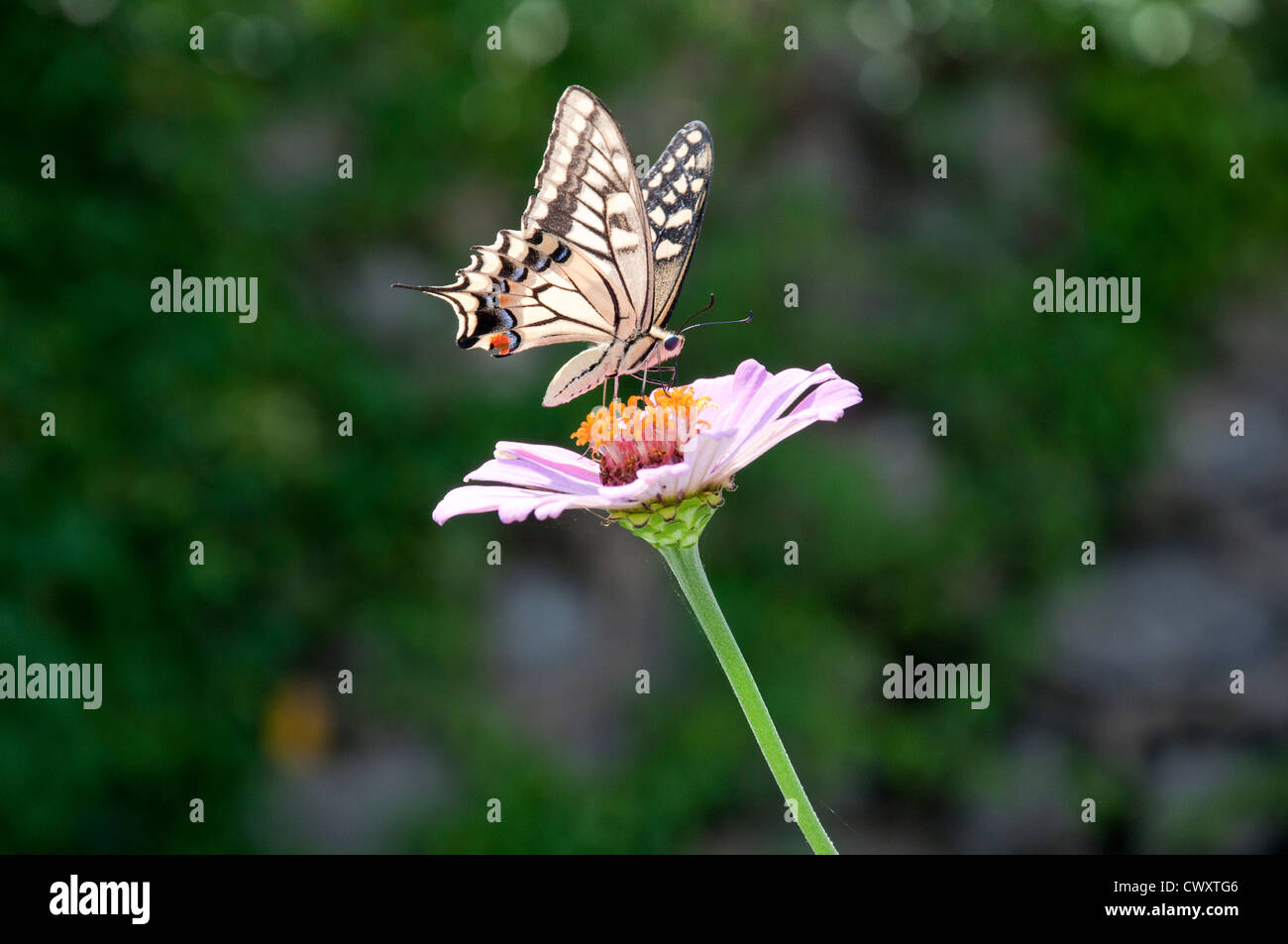 Schmetterling auf Blume Stockfoto