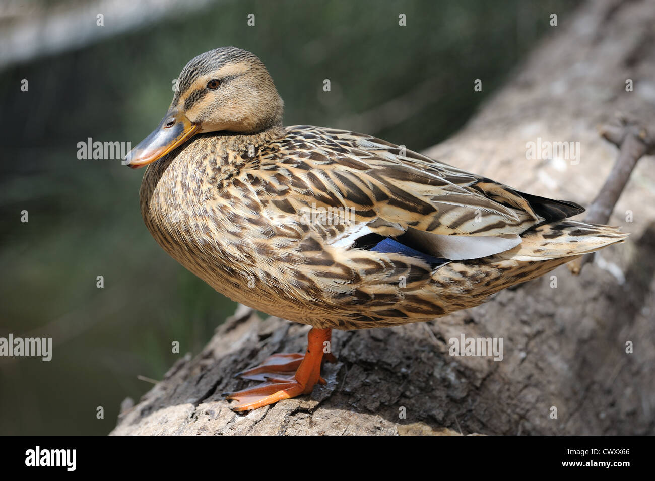 Vogelklaue -Fotos und -Bildmaterial in hoher Auflösung – Alamy