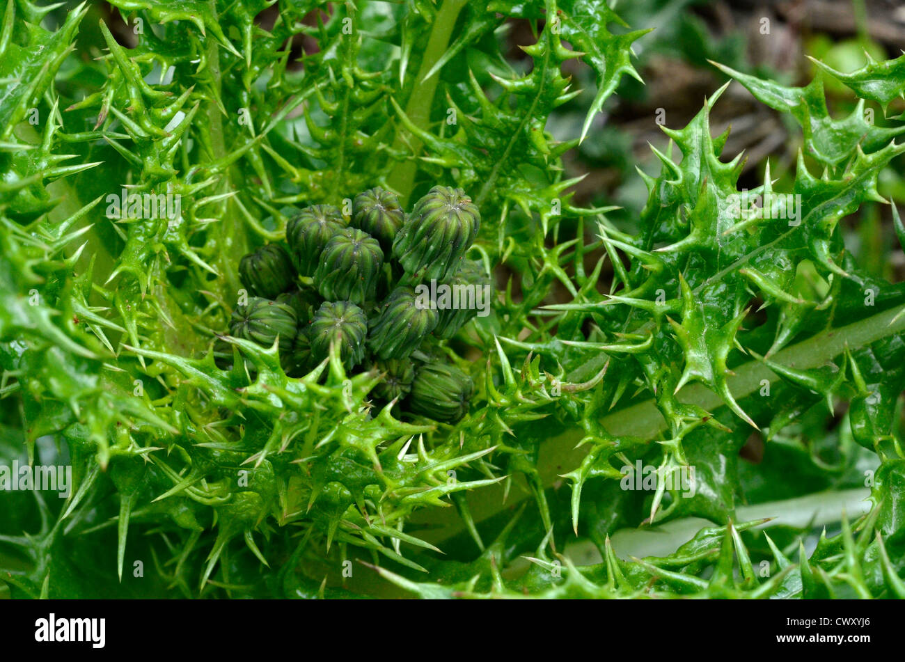 Blumen Blüten der stachelige Leistungsbeschreibung - Thistle/Sonchus asper. Schwerpunkt wird auf die Knospen. Stockfoto