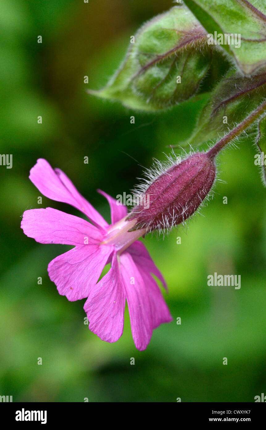 Blume von Red Campion/Silene dioica. Stockfoto