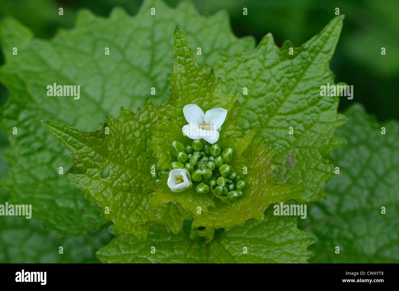 Blätter/Laub und Blumen von Hedge Knoblauch/Jack-by-the-Hedge (Alliaria petiolata), Nahrungssuche und Speisen auf der wilden Konzept. Stockfoto