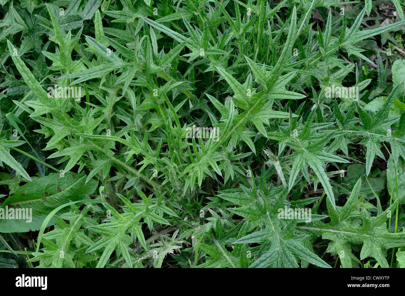 Laub / Blätter von Stier Thistle / Speer Thistle / Cirsium vulgare. Mögliche Metapher für Schmerz / schmerzhaft / scharf. Stockfoto