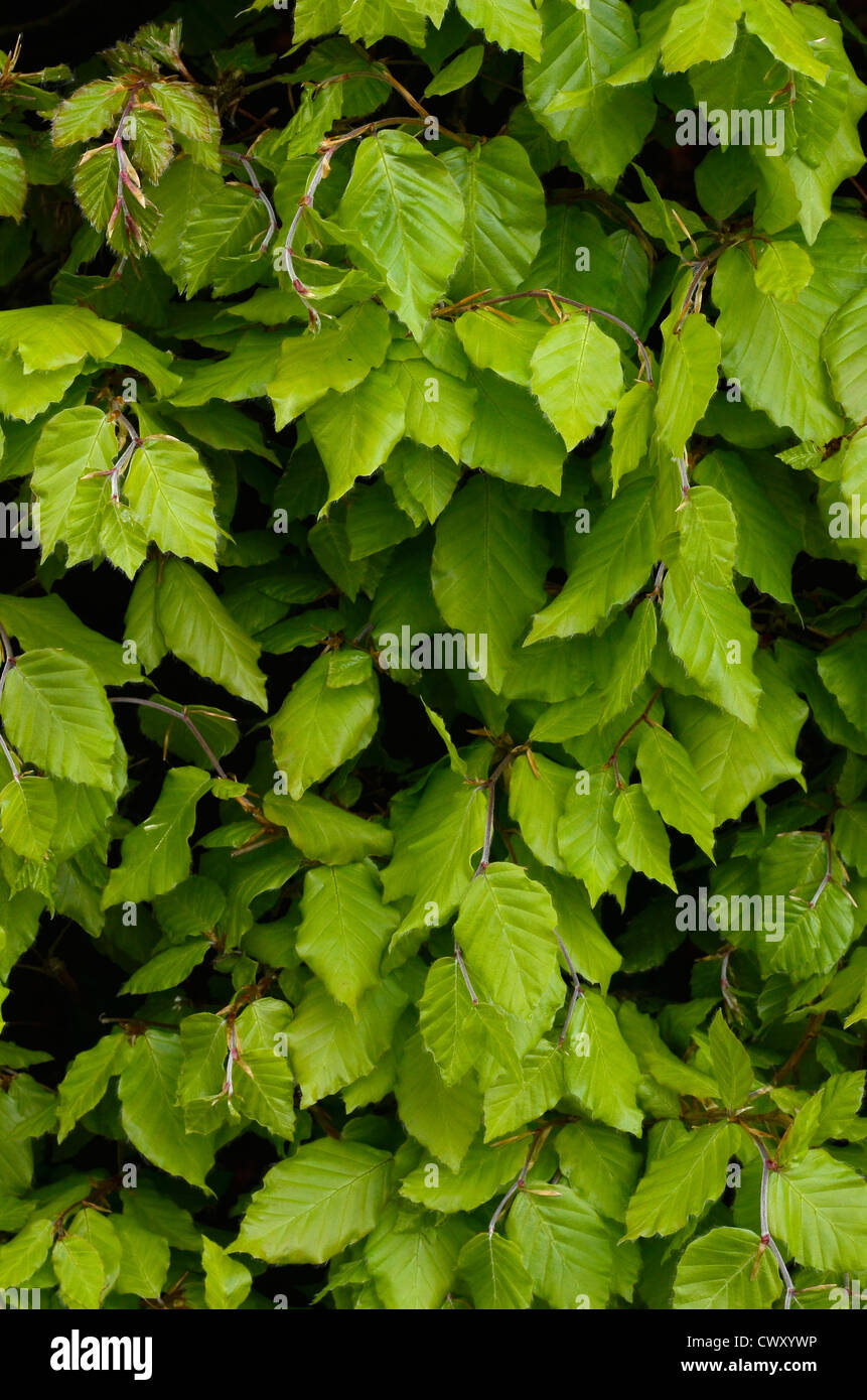 Laub/Blätter Buche/Buche Fagus sylvatica in Hedge-fonds. Stockfoto