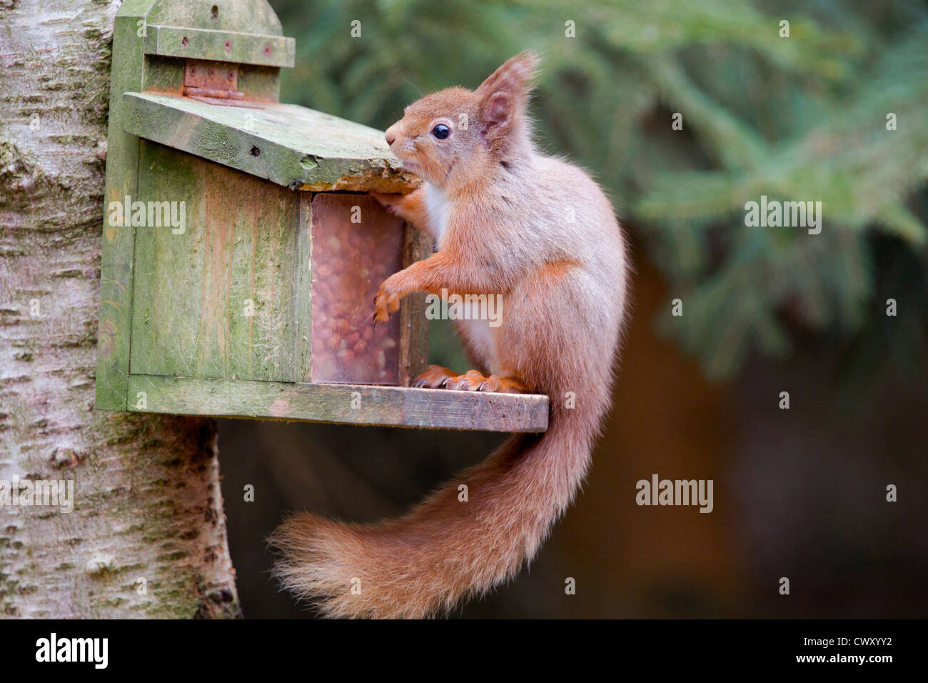 Eichhörnchen; Sciurus Vulgaris; bei Erdnuss Feeder; Schottland; UK Stockfoto