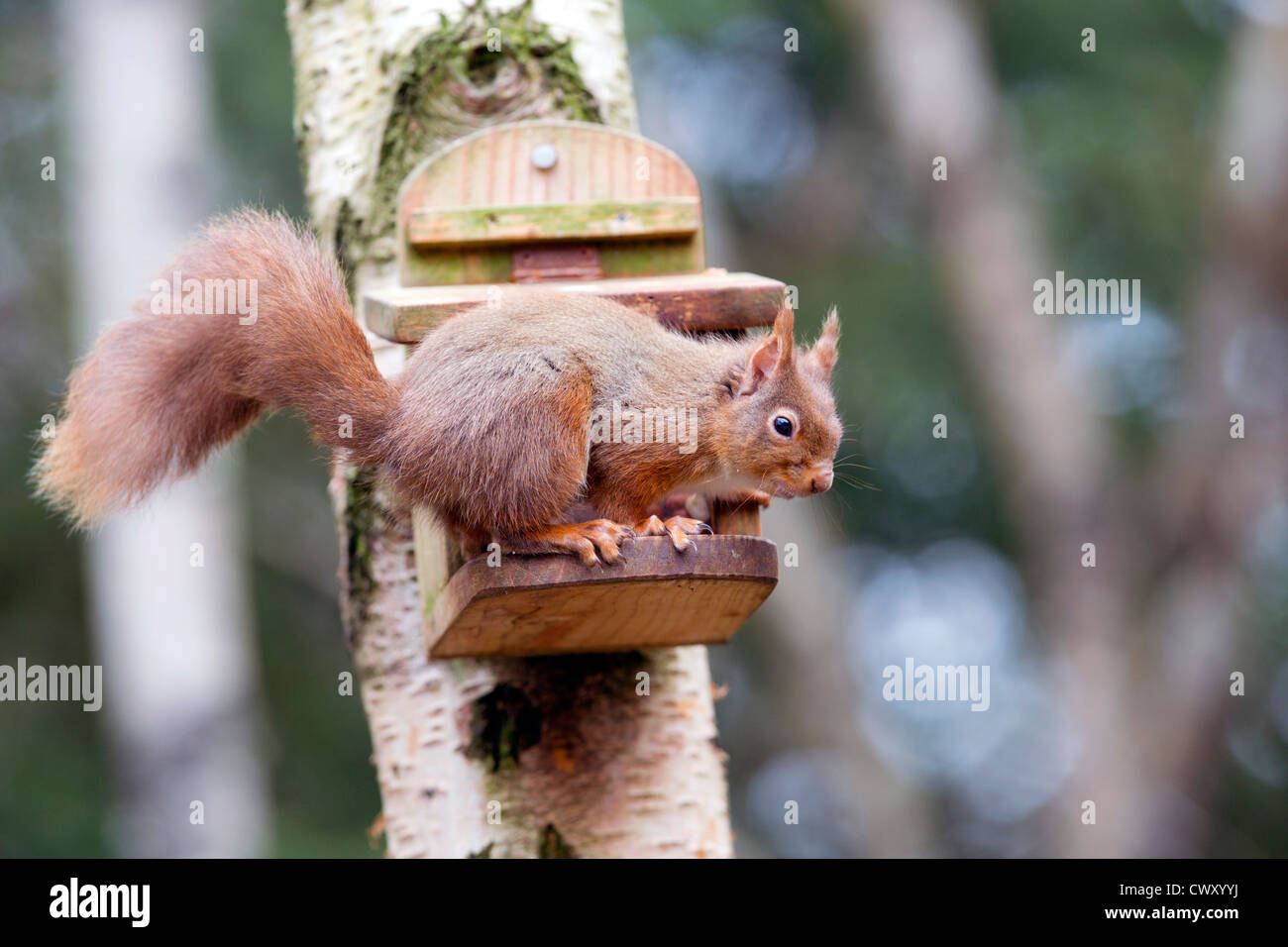 Eichhörnchen; Sciurusvulgaris; bei Erdnuss Feeder; Schottland; UK Stockfoto