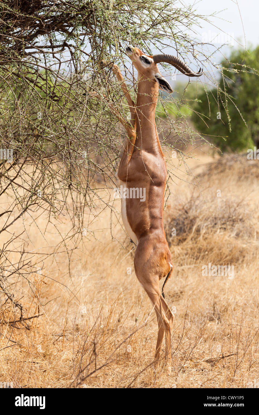 Gerenuk, Litocranius Walleri, Samburu National Reserve, Kenia in Ostafrika Stockfoto