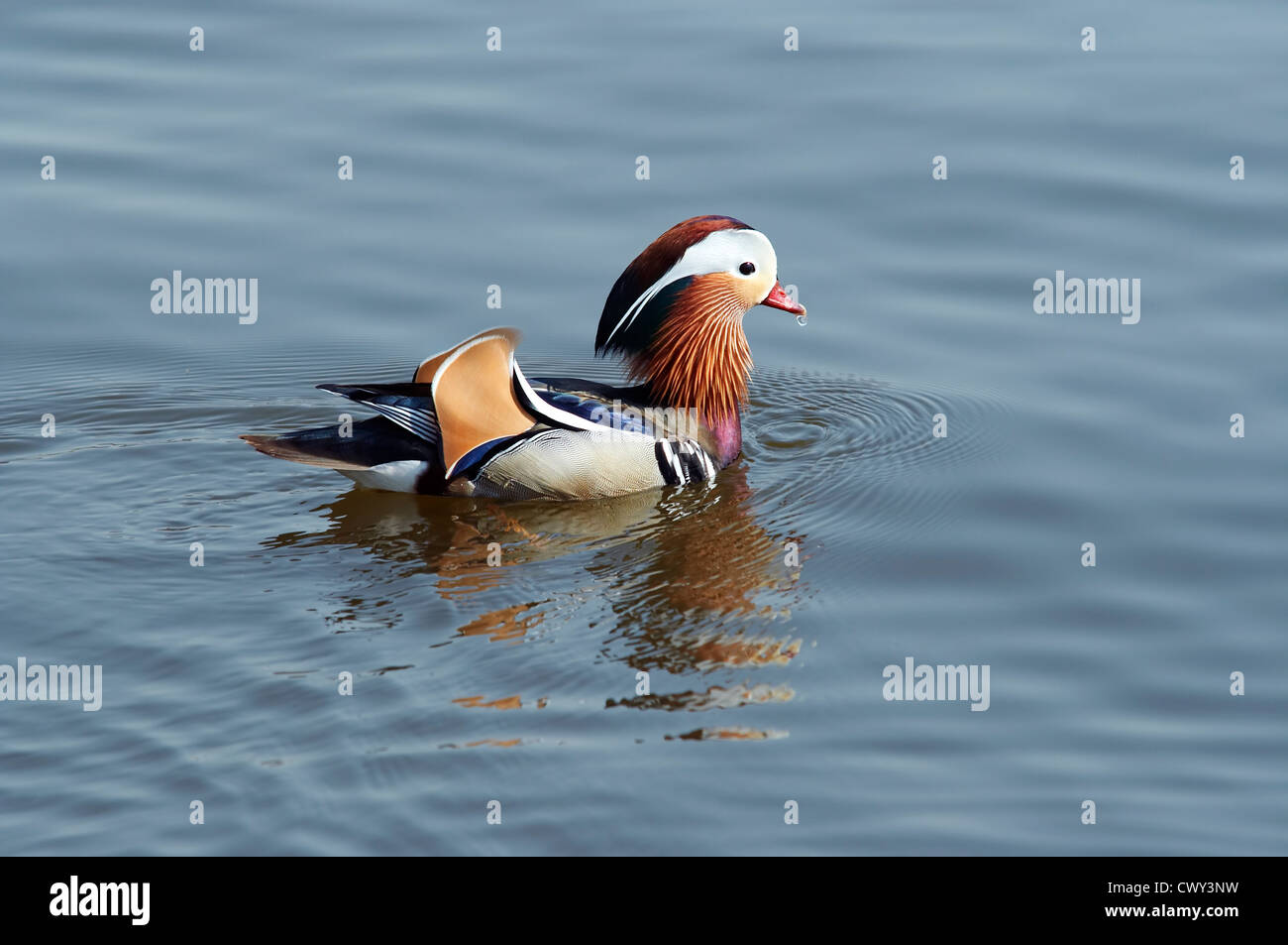Mandarin Ente auf dem Wasser Stockfoto