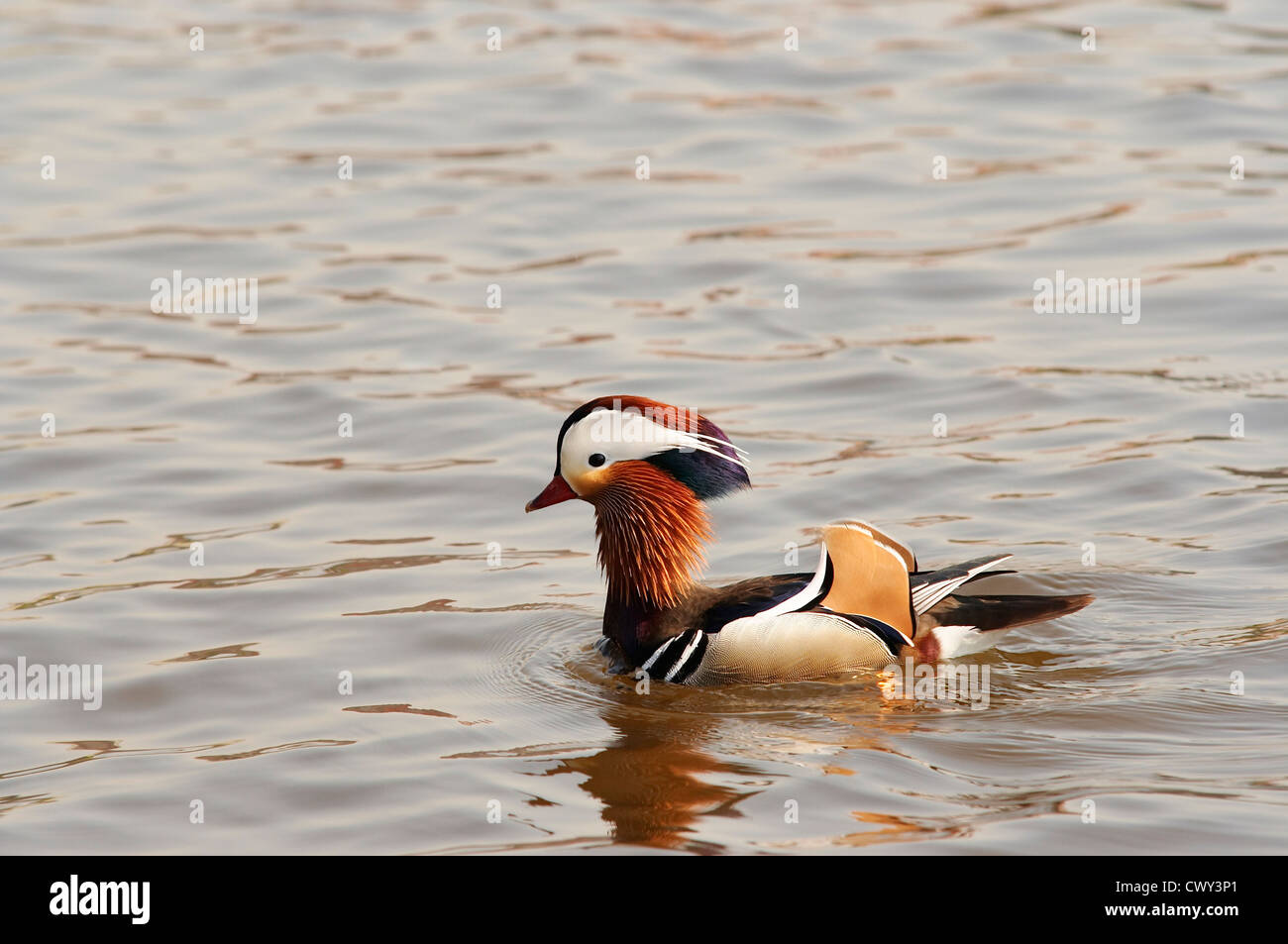 Mandarin Ente auf dem Wasser Stockfoto