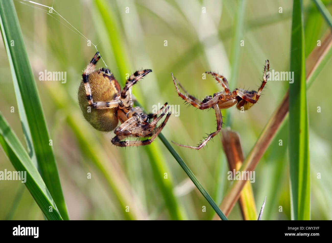 zwei konkurrierende Spinnen - Makro Stockfoto