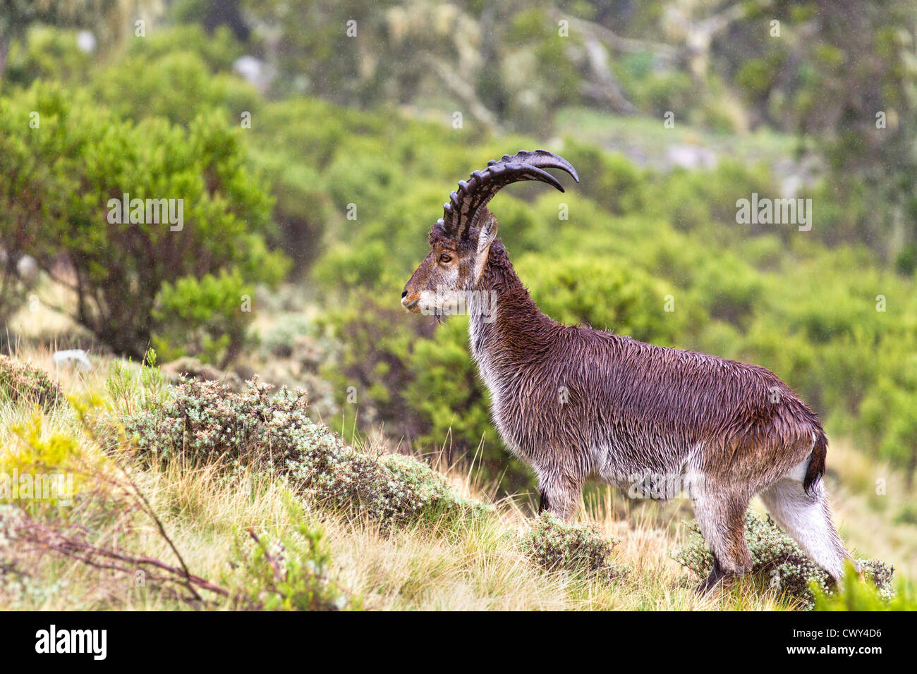 Walia Ibex "Capra Walie' im Regen Simien Mountains Nationalpark Äthiopien. Stockfoto