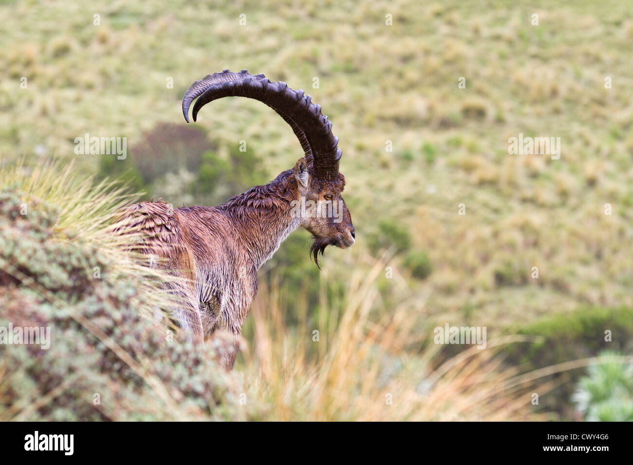 Walia Ibex "Capra Walie' im Regen Simien Mountains Nationalpark Äthiopien. Stockfoto