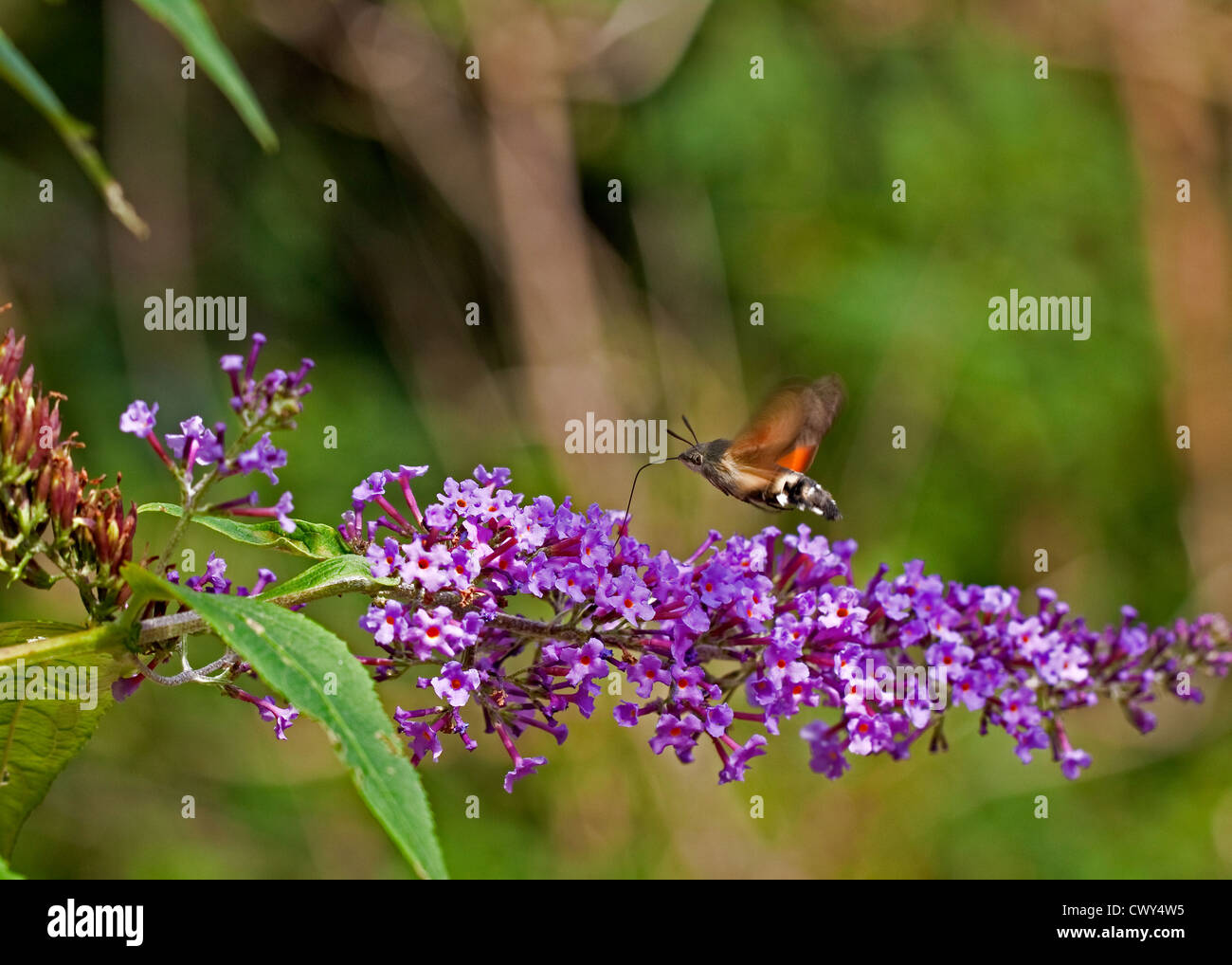 Kolibri-Hawk-Moth nippt Spätsommer Nektar Stockfoto Kolibri-Hawk-Moth nippt Spätsommer Nektar Stockfoto