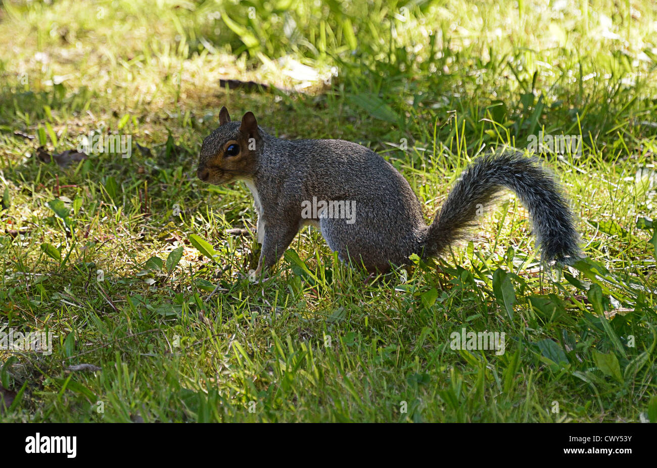 Graue Eichhörnchen auf Rasen (4 Bilder) Stockfoto