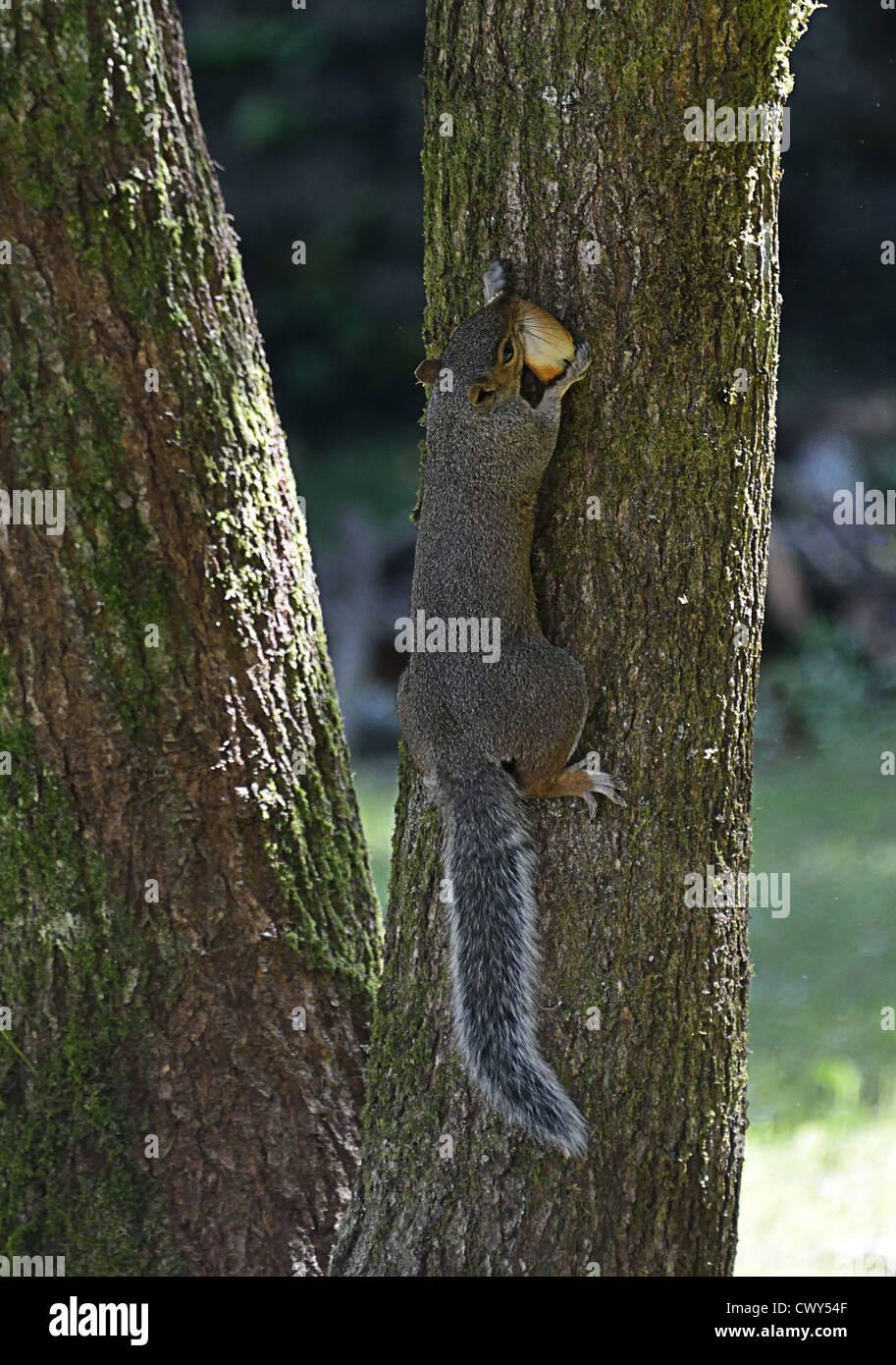 Graue Eichhörnchen im Baum (4 Bilder) Stockfoto