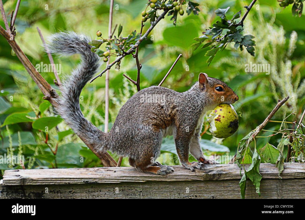 Graue Eichhörnchen am Zaun (4 Bilder) Stockfoto
