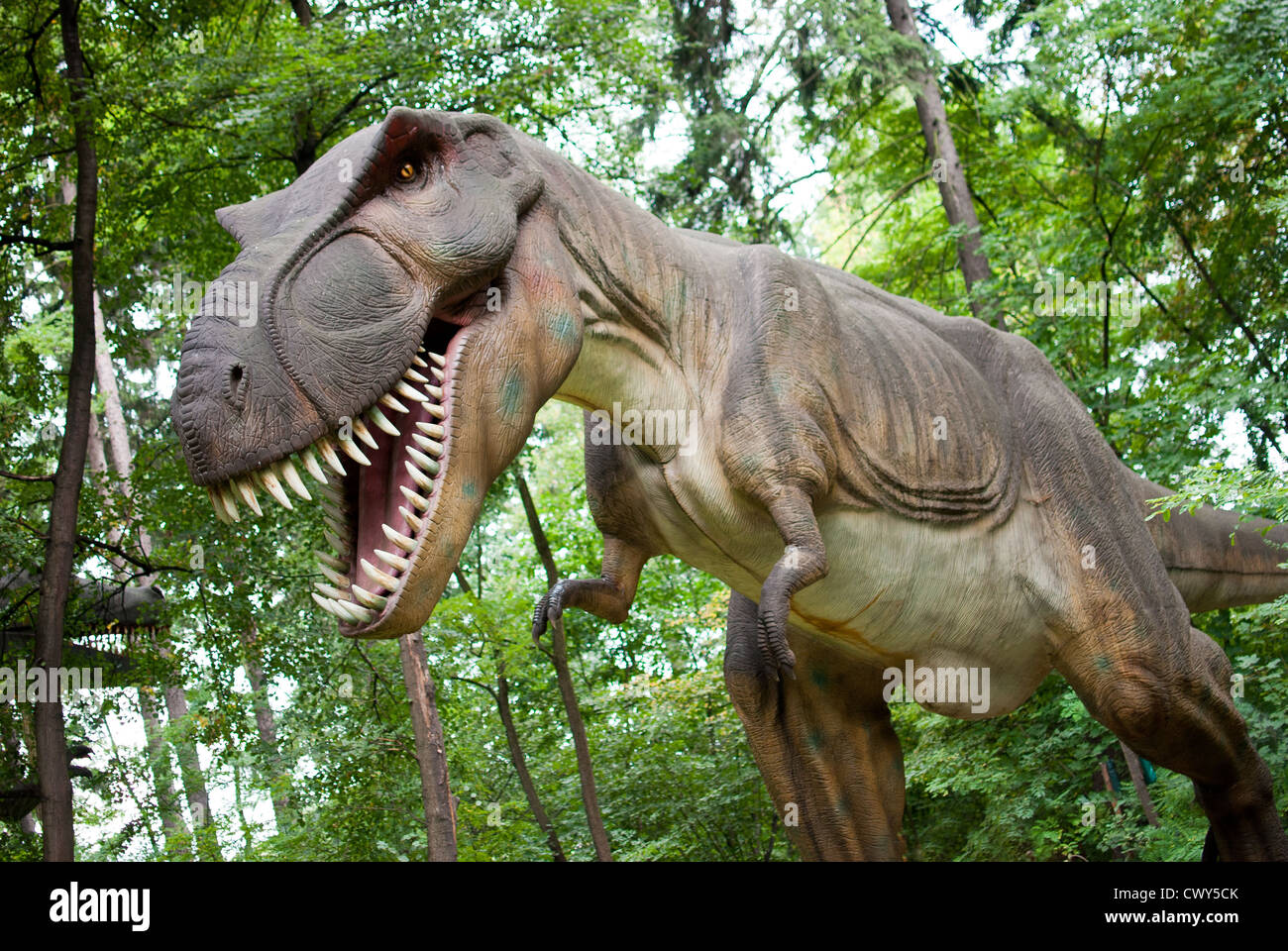 Tyrannosaurus Rex - Dinosaurier in den dunklen Wald Stockfoto