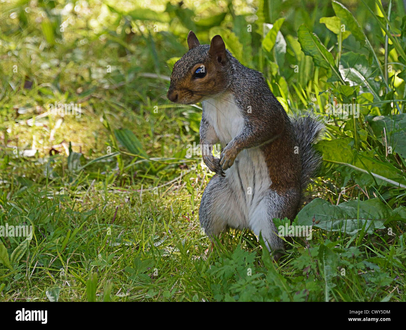 Graue Eichhörnchen im Rasen stehen auf Hüften (4 Bilder) Stockfoto