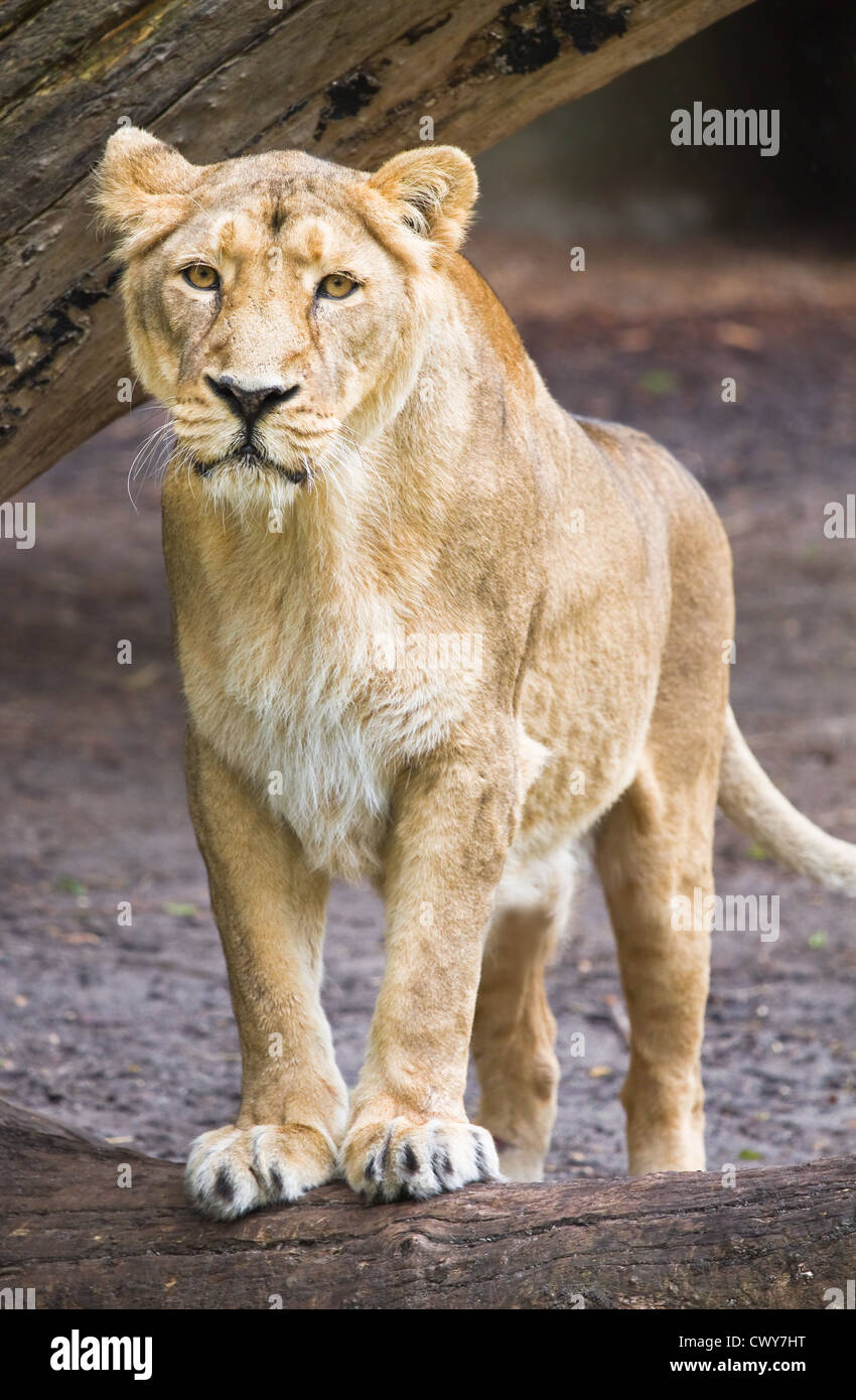 Weibliche asiatische Löwin - Panthera Leo Persica - Verical Bild Stockfoto