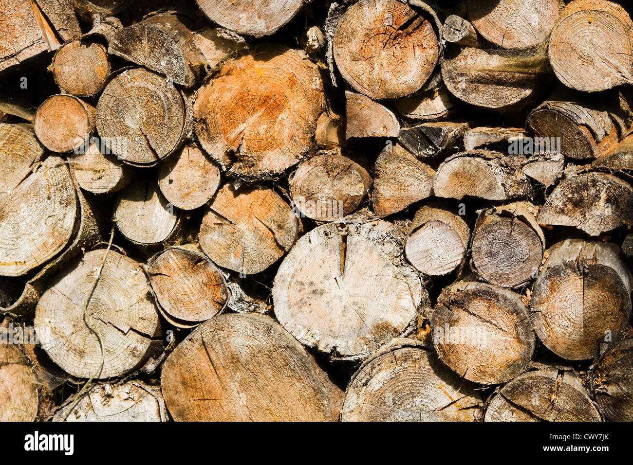 Gesägt und geschliffen Baumstämme als getrocknetes Holz für das Feuer im winter Stockfoto