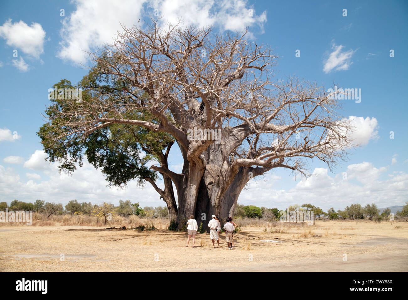 Touristen stehen die ältesten Baobab-Baum im Selous Spiel reserve Tansania Afrika Stockfoto