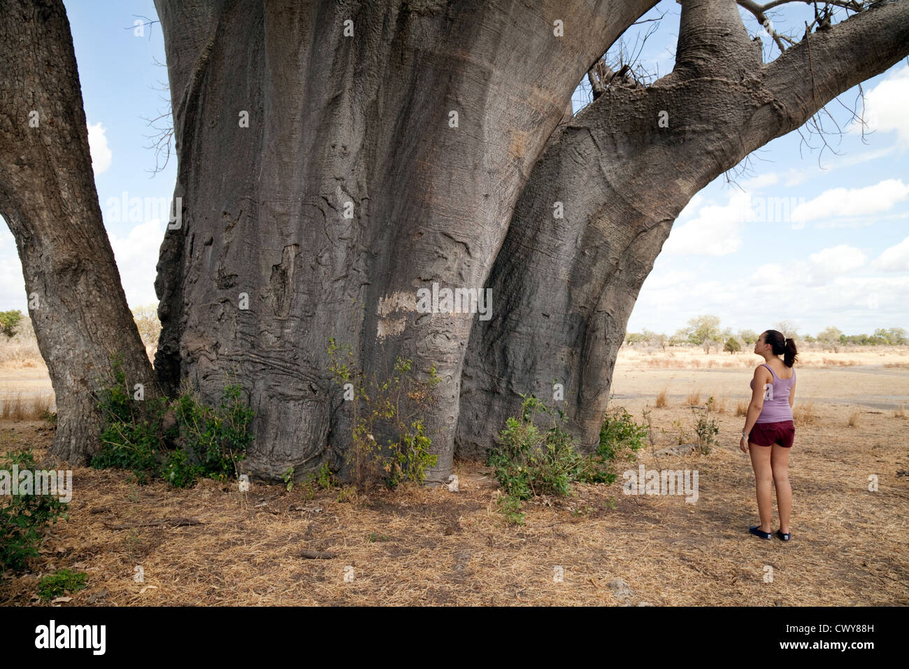 Ein junges Mädchen mit Blick auf einen sehr großen afrikanischen Baobab-Baum, 2600 Jahre alt, das Selous Game Reserve Tansania Afrika Stockfoto
