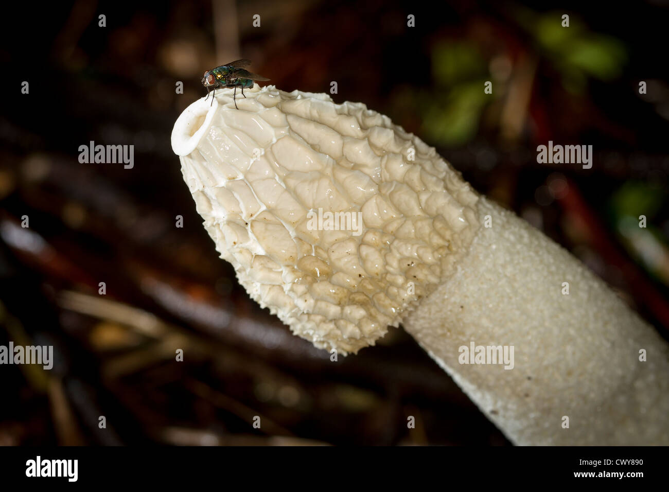 Fruchtkörper des Pilzes Stinkmorchel (Phallus Impudicus) mit einer AAS Fliege (Lucilia Caesar) von der faulige Geruch angezogen. Stockfoto