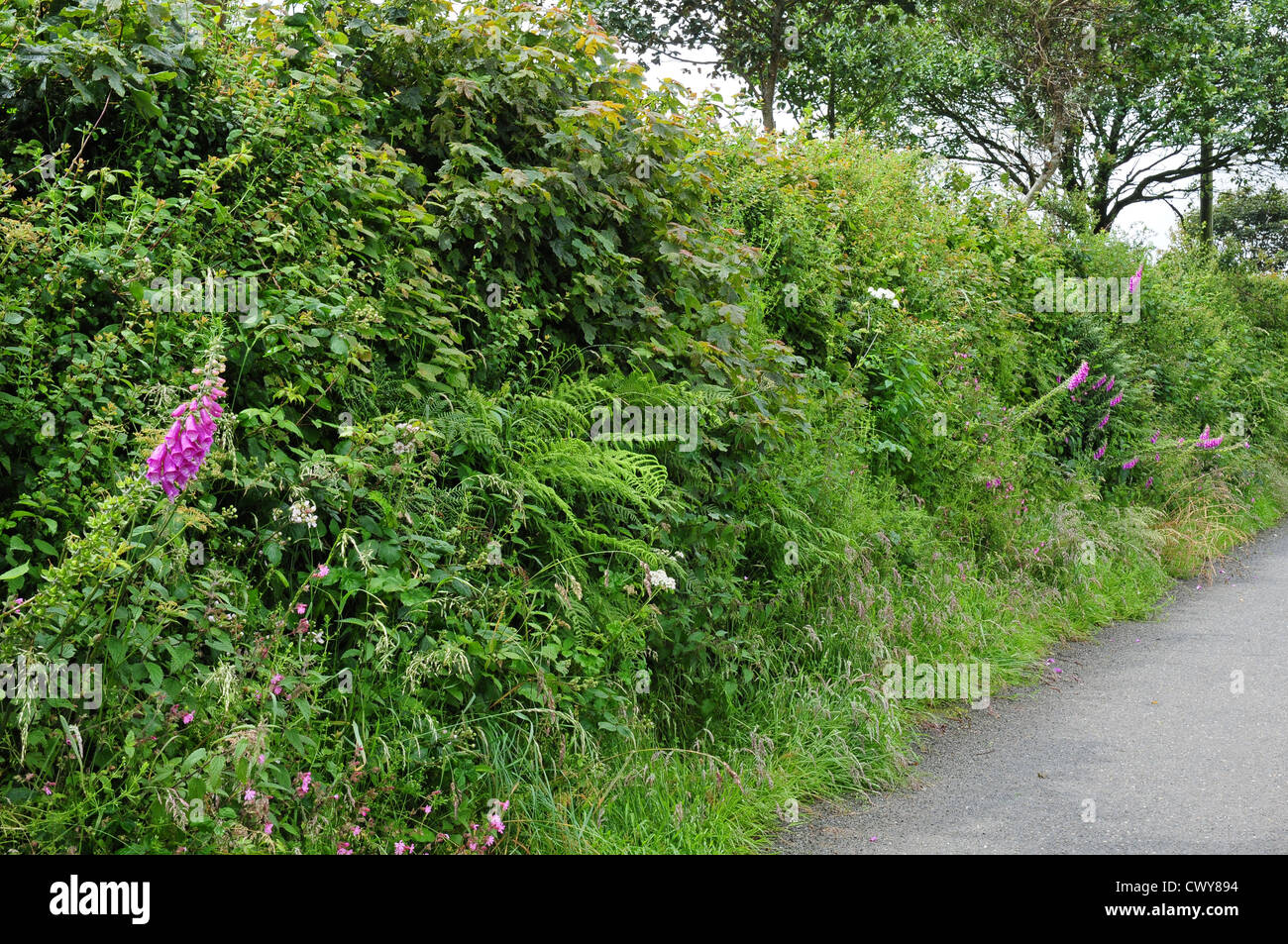 Englische Hecke im Juli, North Devon. Stockfoto