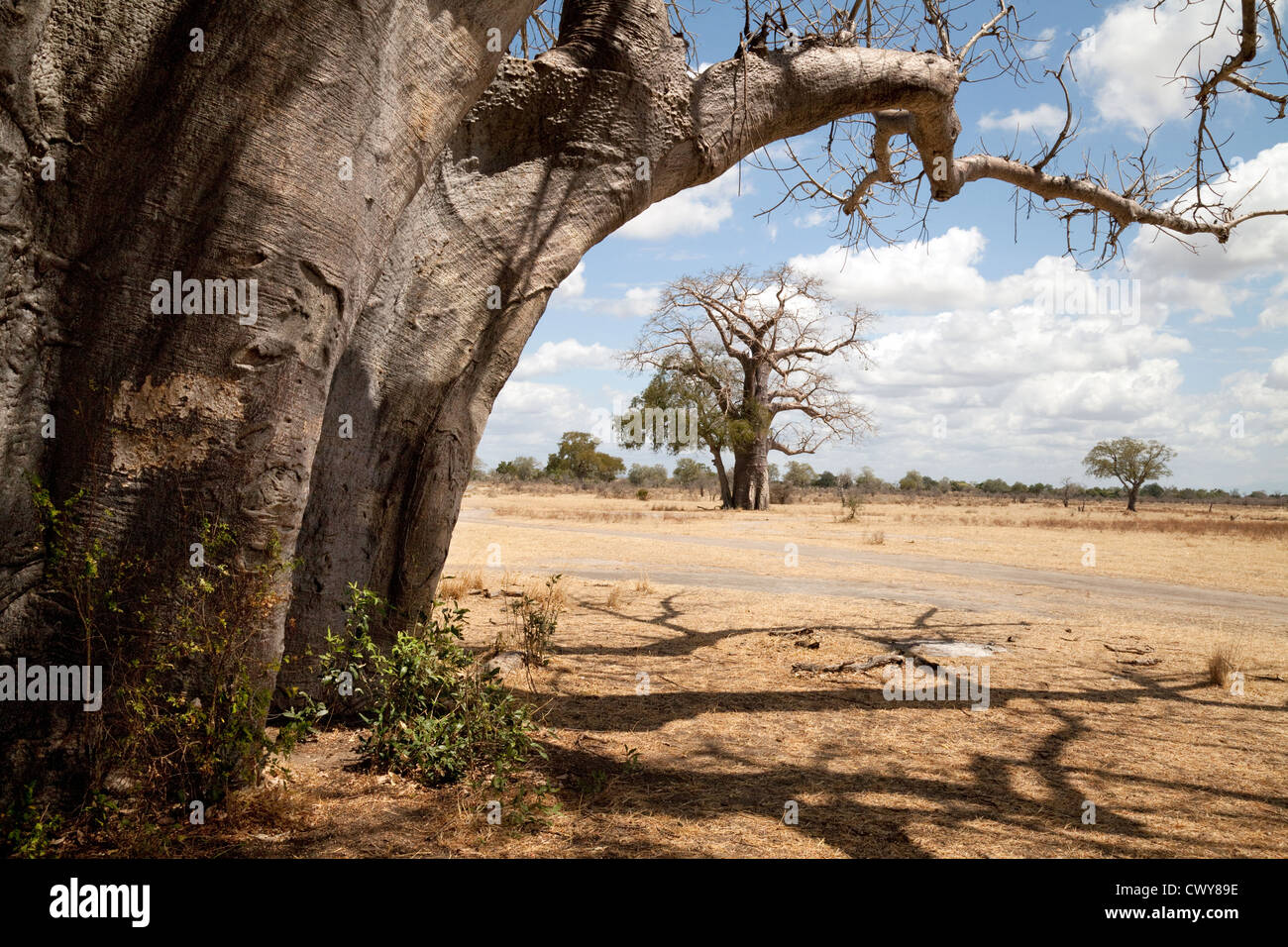 Baobab-Bäume, das Selous Game reserve Tansania Afrika Stockfoto