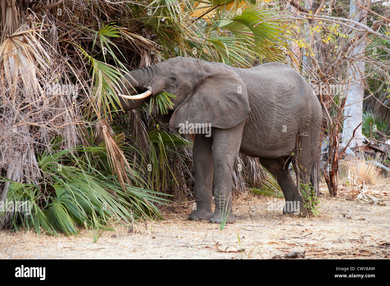 Afrikanischer Elefant (Loxodonta Africana) erwachsenen männlichen Fütterung, Selous Game Reserve Tansania Afrika Stockfoto
