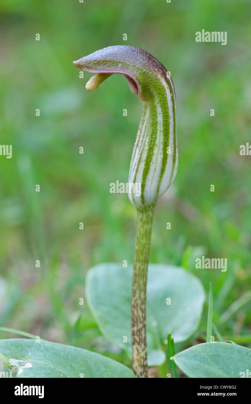 Mönchs-Kutte: Arisarum Vulgare. Mallorca, Spanien Stockfoto