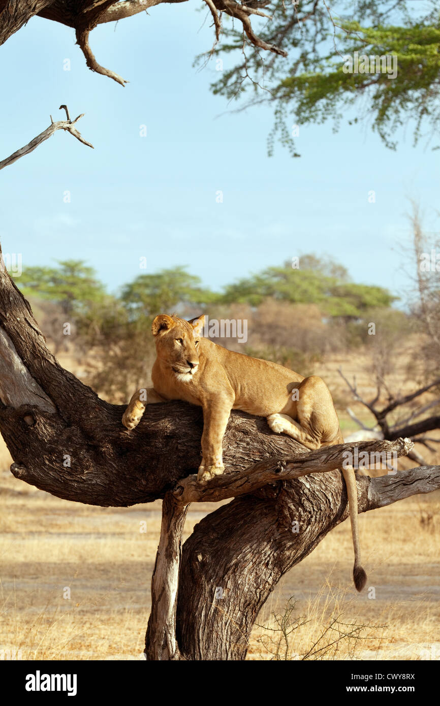 Löwe (Panthera leo) - löwin ruht in einem Baum, Selous Game Reserve Tansania Afrika Stockfoto