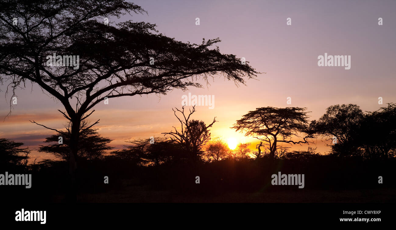 Afrikanischen Akazie im Sonnenuntergang, Selous Game Reserve, Tansania Afrika Stockfoto