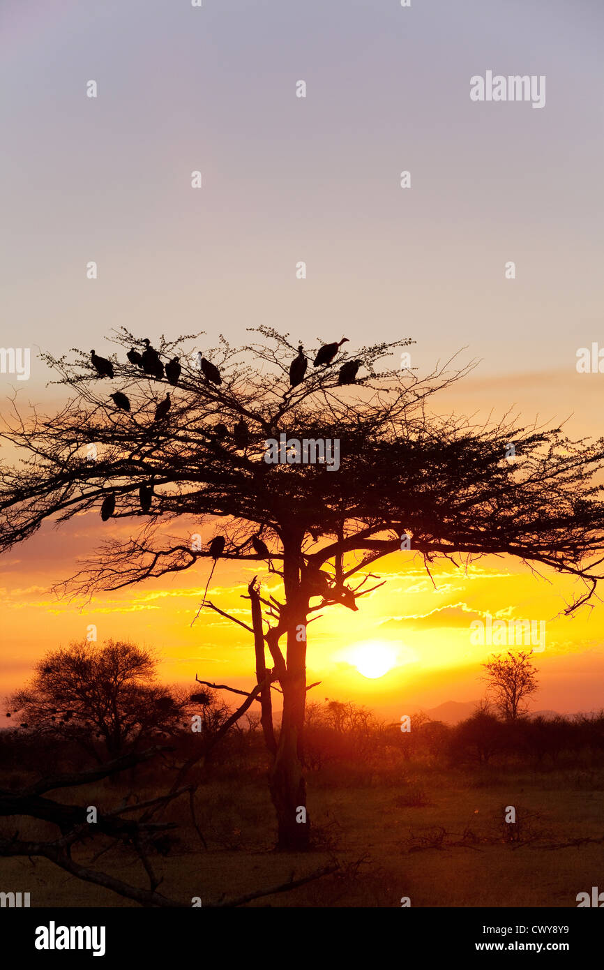 Geier in einem Baum in der Nähe von einem Kill bei Sonnenuntergang, Selous, Tansania Afrika Stockfoto