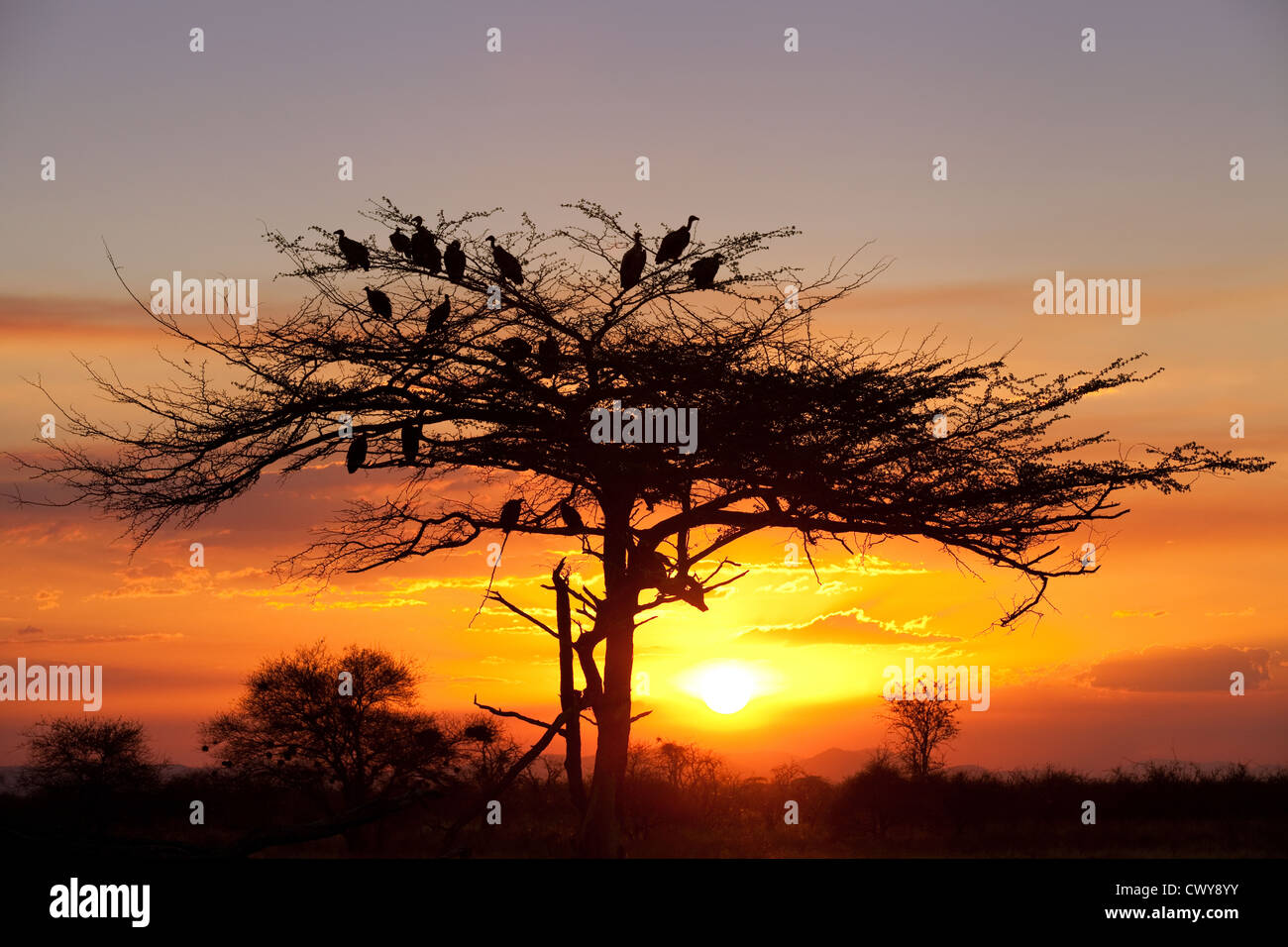 Afrikanischer Sonnenuntergang mit Geiern Vögel in Akazienbaum, Selous Game Reserve Tansania, Afrika Stockfoto