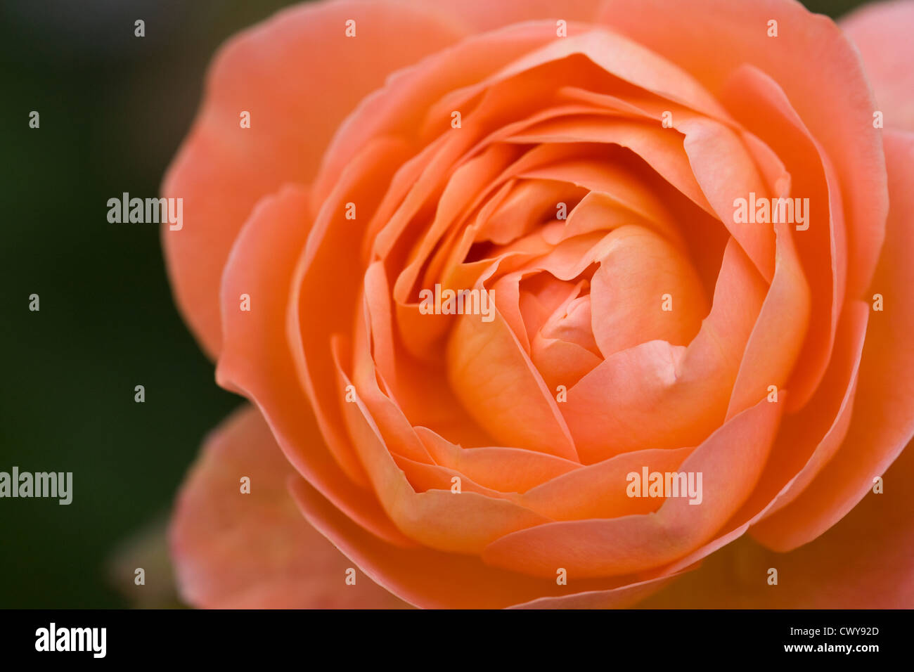 Rosa 'Lady Emma Hamilton'. Orange Strauch Rose. Stockfoto
