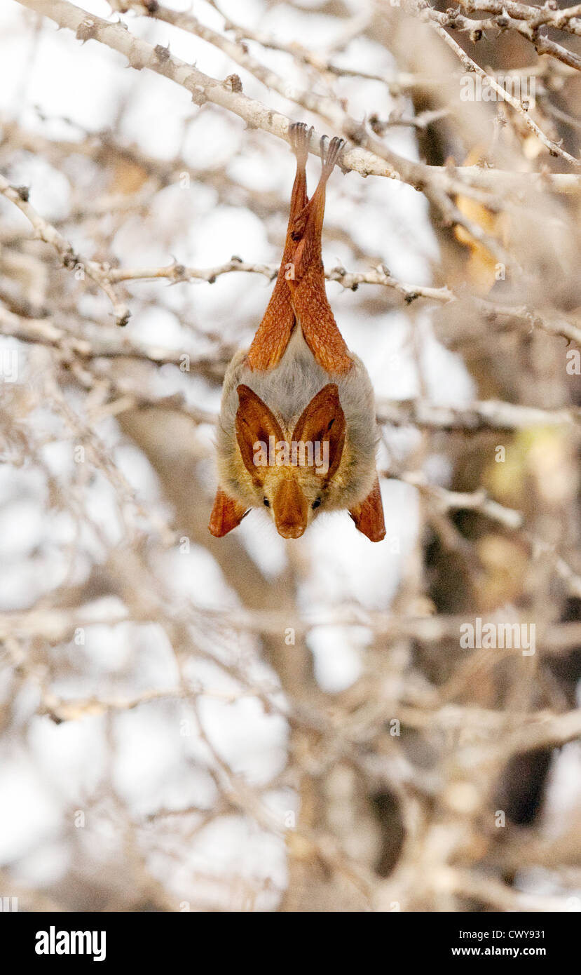 Gelbe geflügelten Fledermaus (Lavia Frons) hängt in einem Baum, Selous Game Reserve Tansania Afrika Stockfoto
