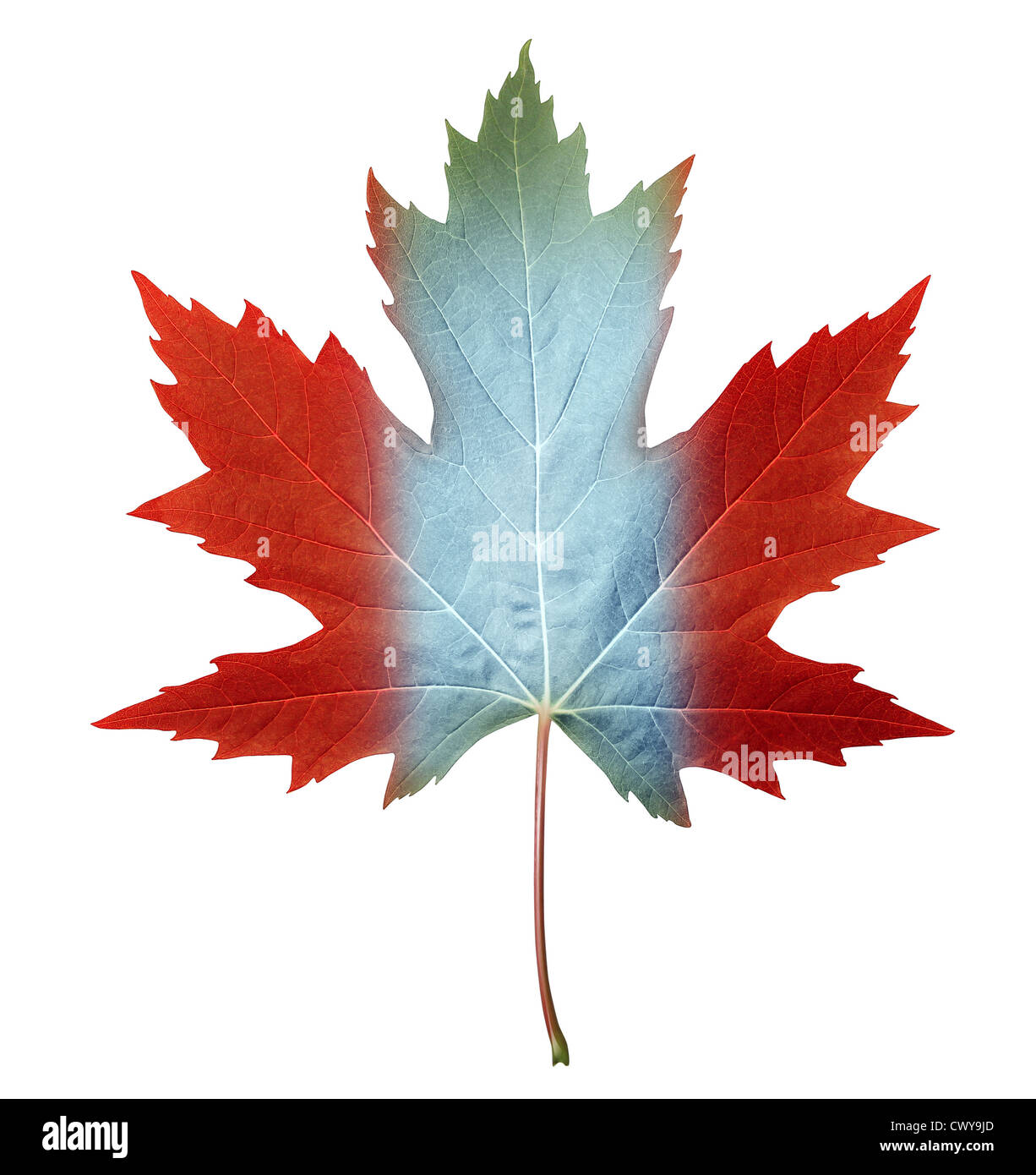 Kanada Maple Leaf mit der kanadischen Flagge Farben gemalt auf das Herbstlaub als Symbol für Natur und stolz für das nordamerikanische Land isolieren auf weiß. Stockfoto