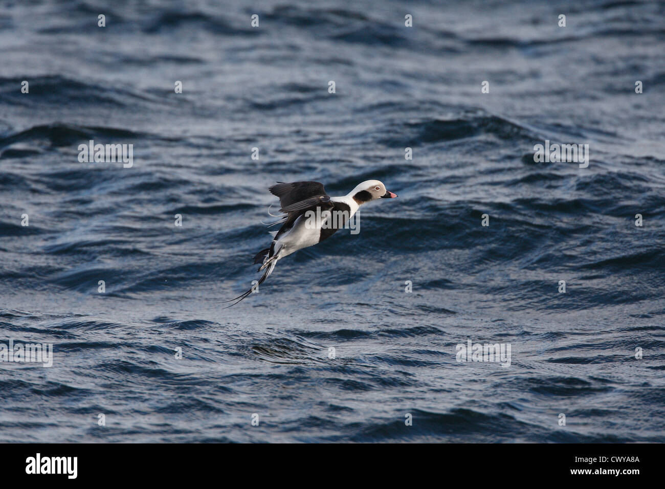 Eisente / Oldsquaw Clangula Hyemalis, Shetland, Scotland, UK Stockfoto