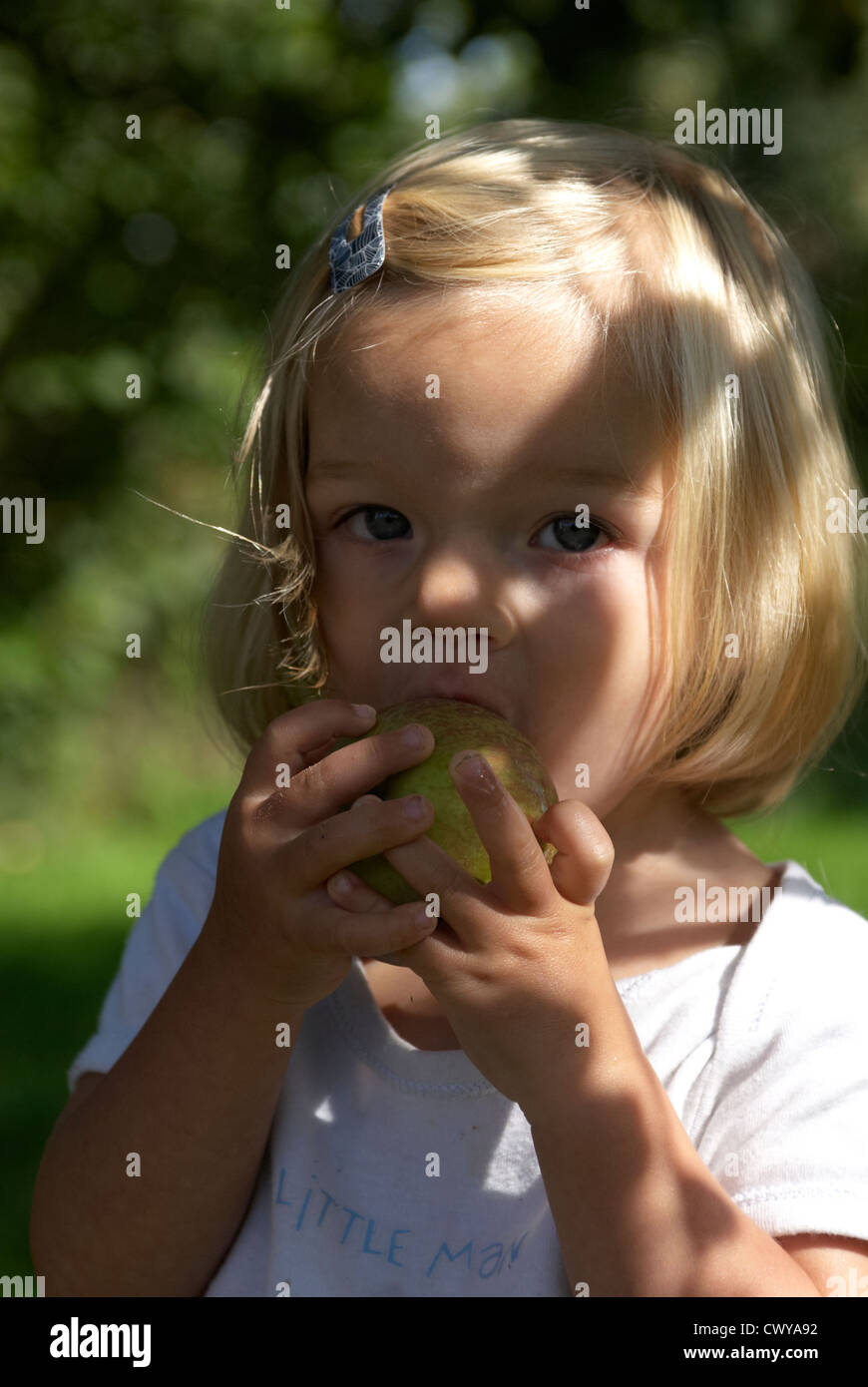 Kind Baby blond Mädchen Obsternte Apfel vom Baum Sommer, 1-2 Jahre alt Stockfoto