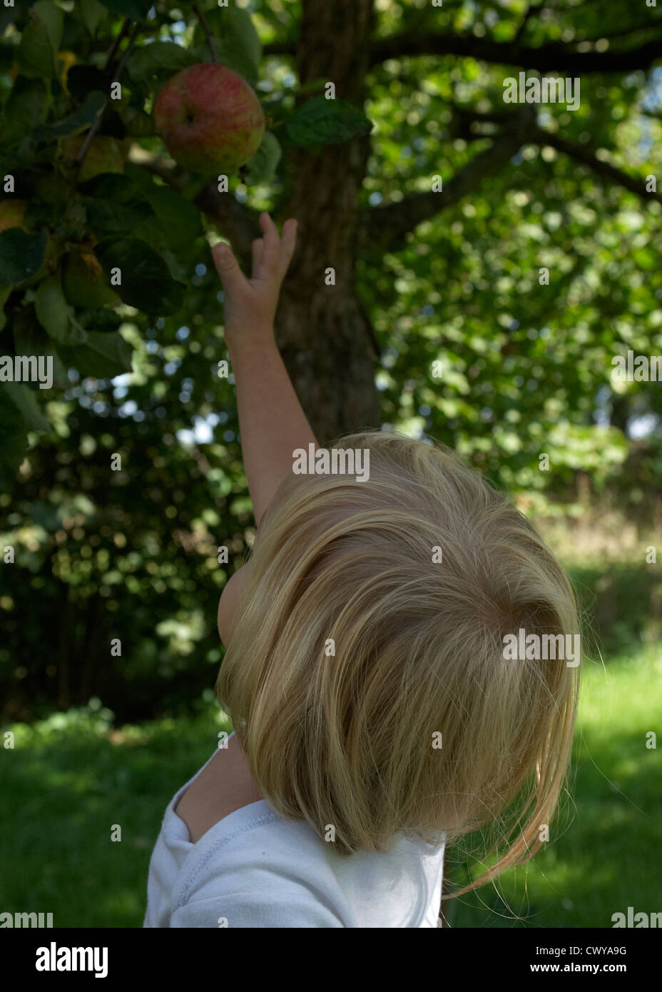 Kind Baby blond Mädchen Obsternte Apfel vom Baum Sommer, 1-2 Jahre alt Stockfoto
