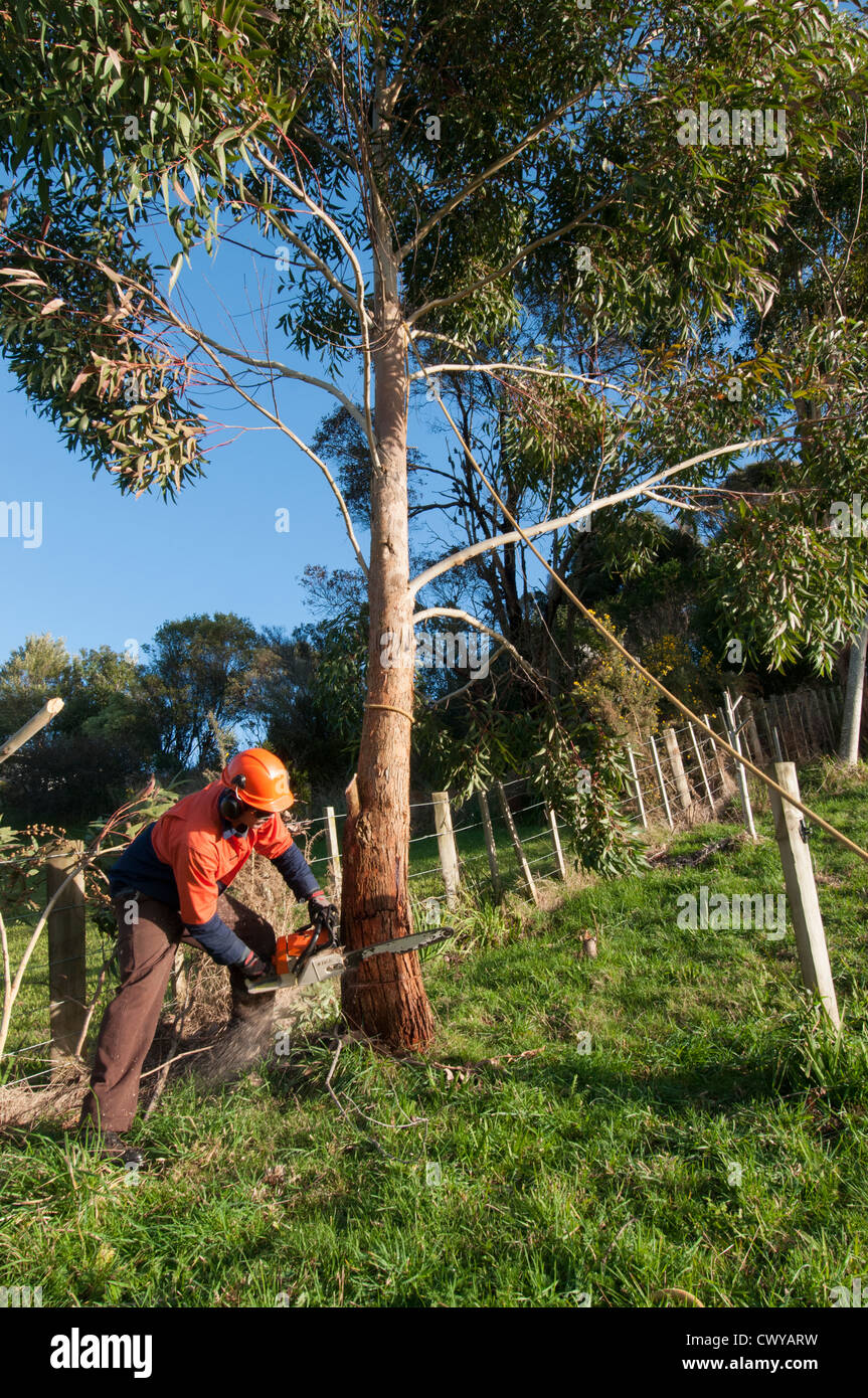 Mann schneiden Gum Tree mit Kettensäge und Sicherheit tragen Stockfoto