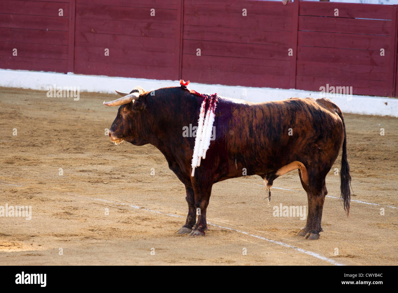 Stierkampf in Spanien. 21. Juli 2012, La Linea De La Concepcion, Spanien. Stockfoto