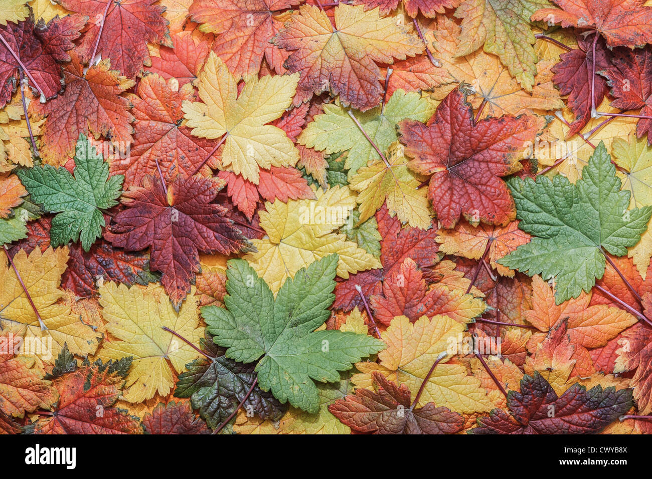 Schöne Herbstlaub in allen möglichen Farben Stockfoto