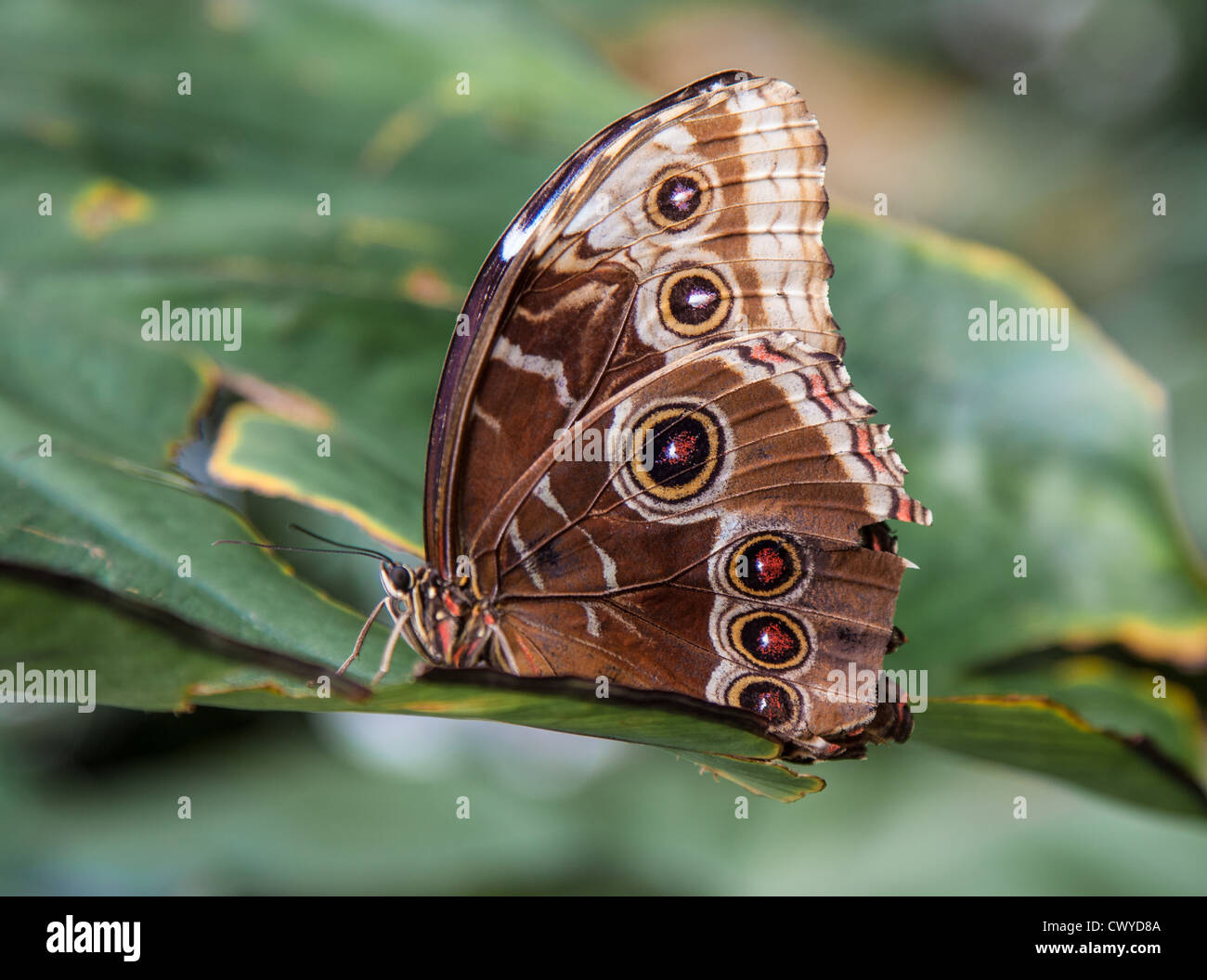 Blauen Morpho Schmetterling zeigt Auge Detail am Flügel Stockfoto