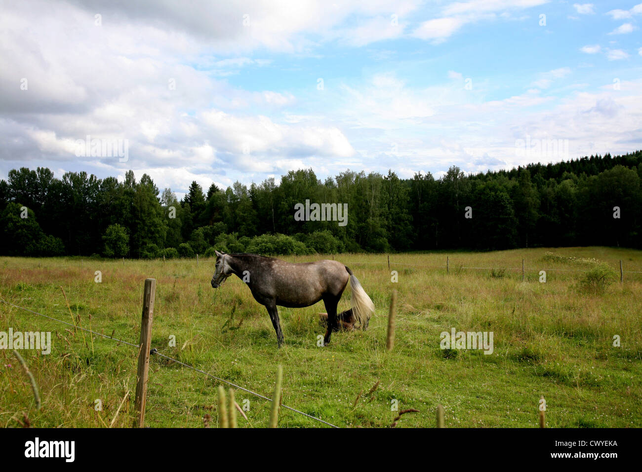 Pferd auf die willlow Stockfoto