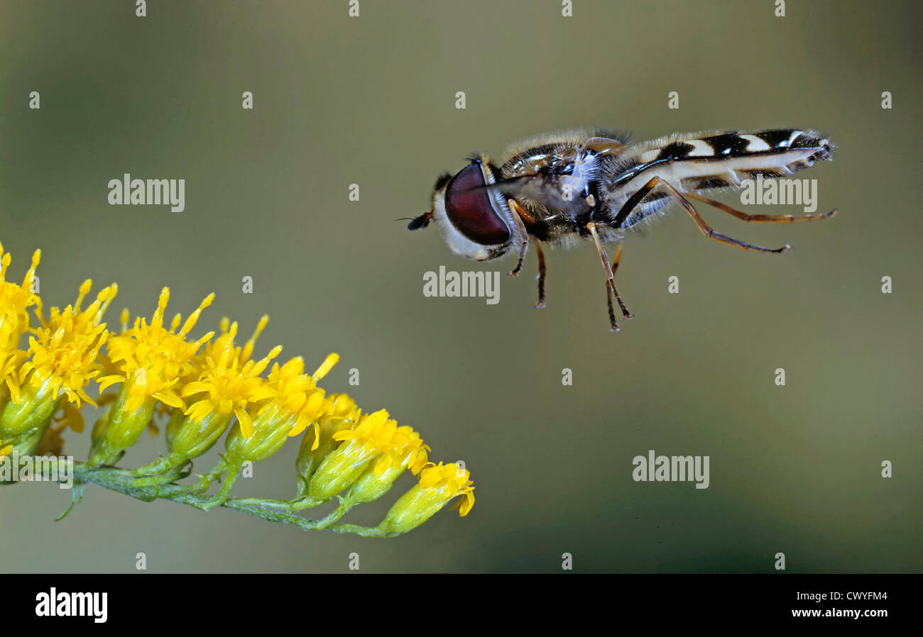 Hoverfly, Scaeva pyrastri Stockfoto